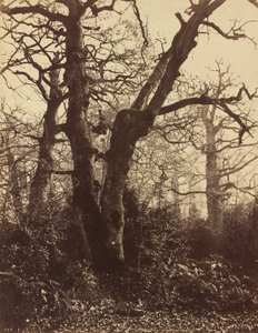 Stromová studie, Fontainebleau, 1860.