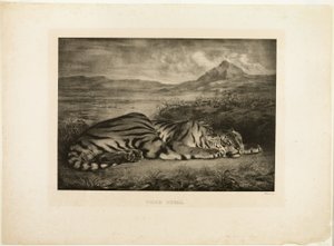 Bengálský tygr od Eugène Delacroix