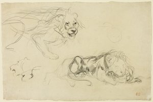 Studie lvů od Eugène Delacroix