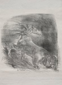 Divoký kůň aneb Splašený kůň opouštějící vodu od Eugène Delacroix