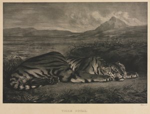 královský tygr od Eugène Delacroix