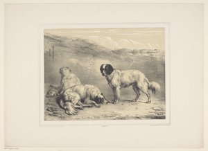 dry honden Různé tamme dieren (název série) Třináct předmětů domácích a původních zvířat (název série)
