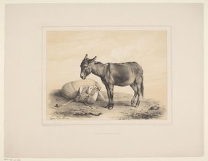 Rustende pakezel Diverse dieren (název série) Animal Studies (název série) od Eugène Verboeckhoven