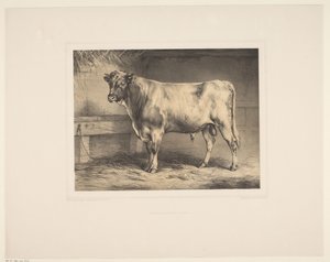 Stier Diverse dieren (název série) Animal Studies (název série)