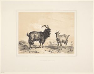Dvě kozy Různá zvířata (název série) Animal Studies (název série)