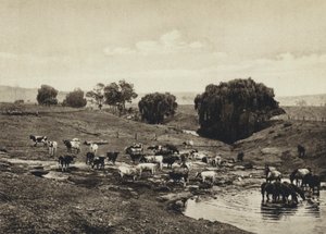 Austrálie, Skot, Queensland (černobílá fotografie) od European Photographer