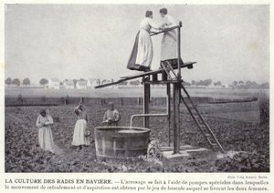 La Culture Des Radis En Baviere (černobílá fotografie) od European Photographer