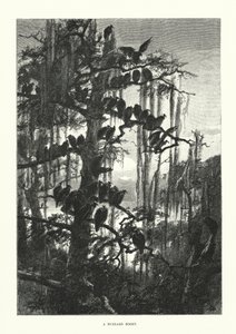 Káně (rytina) od European School