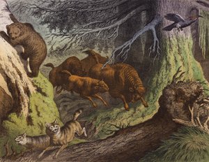Ruský les s medvědem, zubrem a vlkem (barevná litografie) od European School