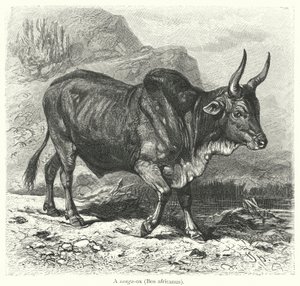 Sanga-ox, Bos africanus (rytina) od European School