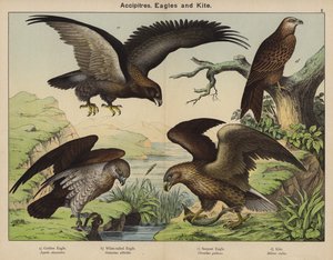 Accipitres, Eagles a Kite (barevná litografie) od European School