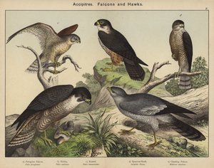 Accipitres, Falcons a Hawks od European School