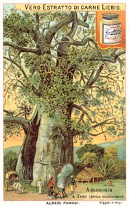 Strom Adansonia v Togu (chromolitho) od European School