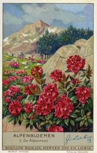 Alpenrose (Rhododendron ferrugineum) (chromolit) od European School
