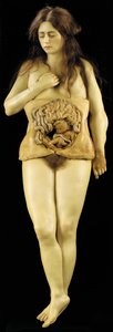 Anatomický model ovariálního těhotenství od European School