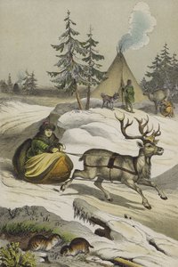 Zvířata a rostliny Laponska (barva litho) od European School