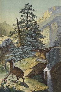 Zvířata a rostliny Alp (barva lito) od European School