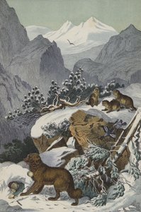 Zvířata a rostliny Alp (barva lito) od European School