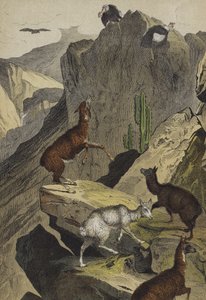 Zvířata a rostliny And (barva litho) od European School