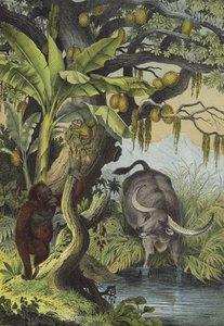 Zvířata a rostliny ostrovů jižní Asie (barva litho) od European School