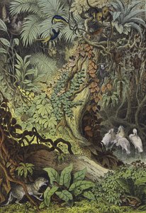 Zvířata Brazílie (barva litho) od European School