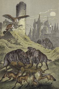 Zvířata severní Afriky (barevné lito) od European School