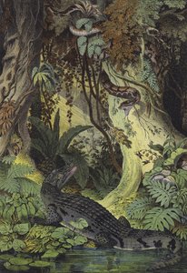 Zvířata z amazonských džunglí Brazílie (barva litho) od European School