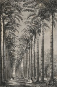 Avenue of Palm Trees V Botanické zahradě Rio-De-Janeiro (rytina) od European School
