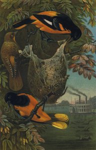 Baltimorevogel od European School