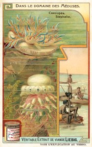 Cassiopeia a Stephalia (chromolitho) od European School
