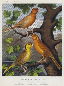 Cinnamon Canaries, Norwich Type, Yellow, Obyčejný Fed, Buff, Cayenne Fed, Žlutý, Cayenne Fed od European School