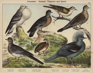 Columbae, Gallinae, Holubi a Křepelky (barevná litografie) od European School
