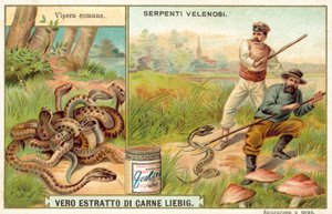 Zmije obecná (chromolitho) od European School