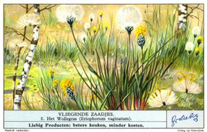 Chlupatka pochvatá (Eriophorum vaginatum) (chromolitho) od European School