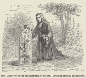 Objev transpirace rostlin, Muschenbroeckův experiment (rytina) od European School