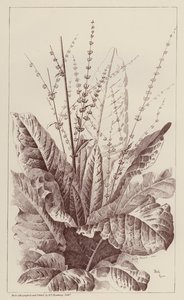 Dock, Rumex (litho) od European School