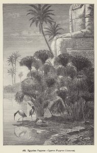 Egyptský papyrus, Cyperus Papyrus, Linné (rytina) od European School