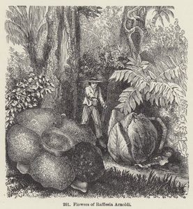 Květiny Rafflesia Arnoldi (rytina) od European School