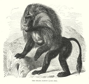 Pavián dželada (rytina) od European School