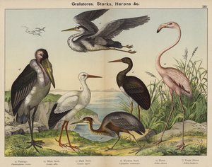 Grallatores, čápi, volavky (barevná litografie) od European School