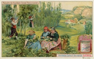 Sklizeň chmele ve Francouzském Švýcarsku od European School
