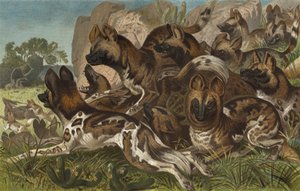 Hianenhund od European School