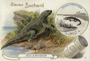 Iguanodon a Iguana Tuberculata od European School