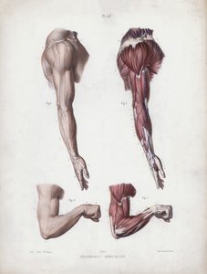Ilustrace k Anatomii vnějších forem člověka: Mužské paže a ruce (barevné lito) od European School