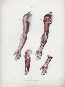 Ilustrace k Anatomii vnějších forem člověka: Mužské paže a ruce (barevné lito) od European School