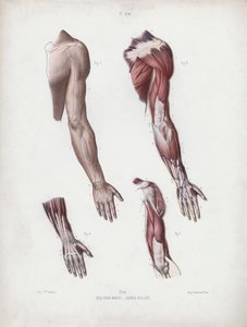 Ilustrace k Anatomii vnějších forem člověka: Mužská paže a ruce od European School