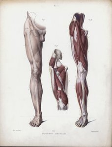 Ilustrace k knize Anatomie vnějších tvarů člověka: Mužská noha, pohled zepředu (barevná litografie) od European School