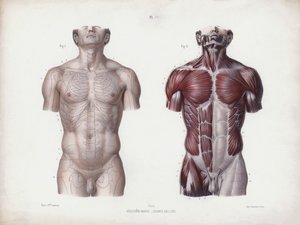 Ilustrace k Anatomii vnějších forem člověka: Mužský trup, pohled zepředu (barevné lito) od European School