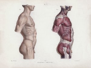 Ilustrace k knize Anatomie vnějších tvarů člověka: Mužský trup, pohled z boku (barevná litografie) od European School