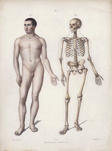 Ilustrace k Anatomii vnějších forem člověka: Muž stojící (barva lito) od European School